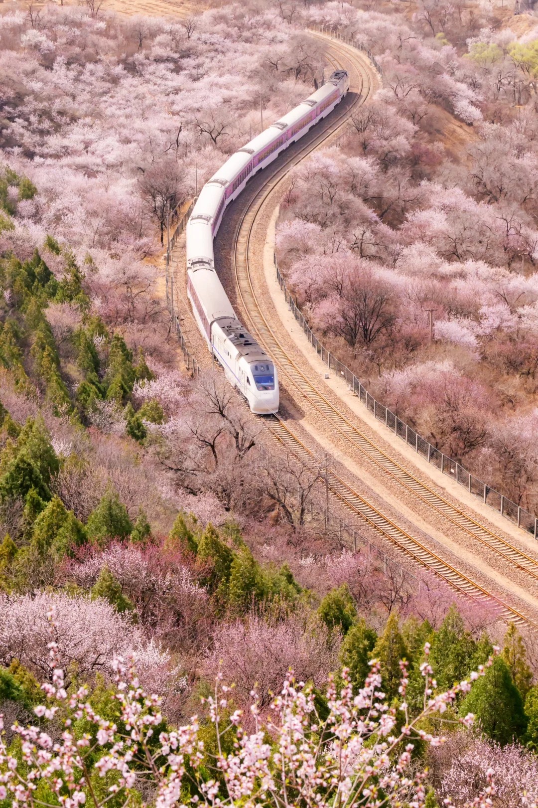 居庸关花海栈道，开往春天的列车！景区已开_4_爱摄影的小丢_北京-周末游-来自52tours 我爱旅游网